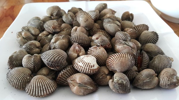 Nuôi sò huyết xen canh trong vuông tôm