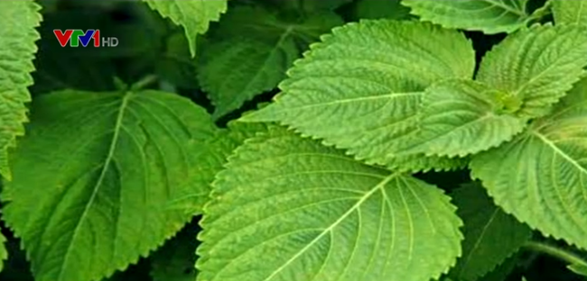 Trang trại tía tô 700 đồng một lá xuất đi Nhật