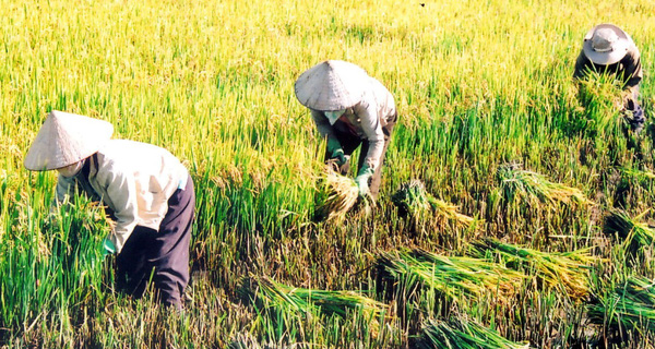 Ý chí khởi nghiệp của người trẻ ngày nay thật chẳng bằng một bác nông dân