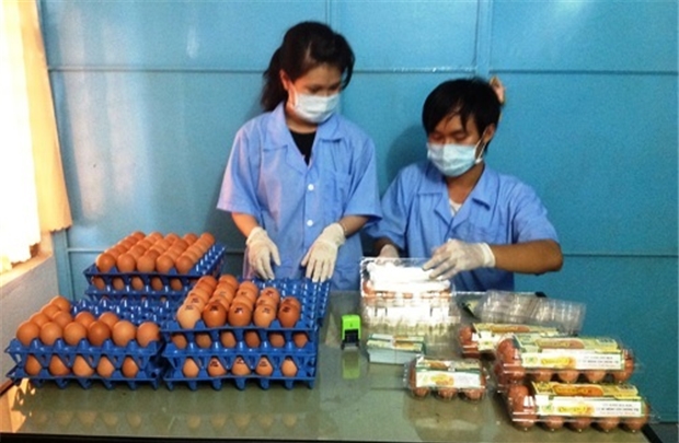 Chàng trai 9X kinh doanh trứng gà Omega-3