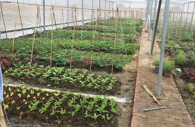 Nở rộ dịch vụ cho thuê đất trồng rau