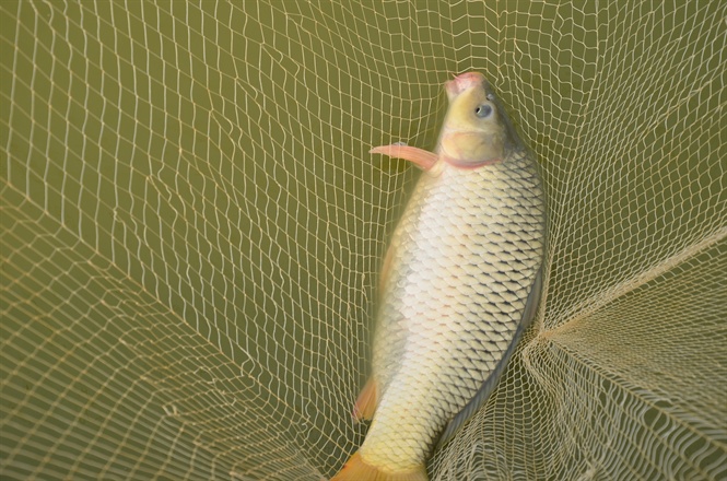 'Giải oan' cho cá giòn