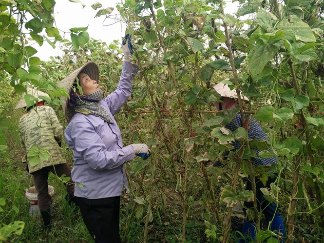 Rau sạch trên quê lúa từng bước mở rộng thị trường