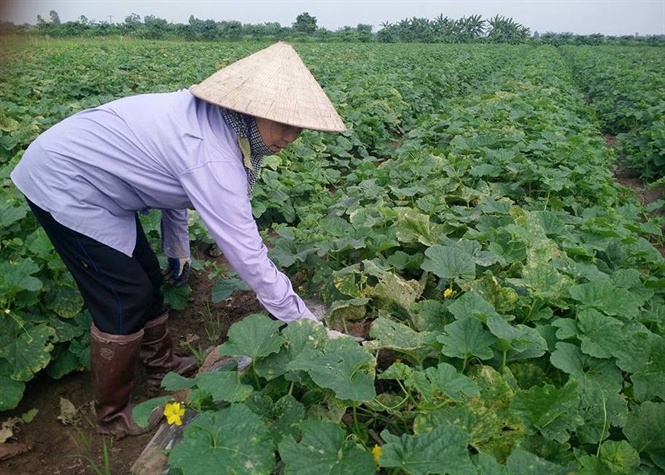 Vườn dưa lê của HTX Thanh Tân đã có đơn đặt hàng