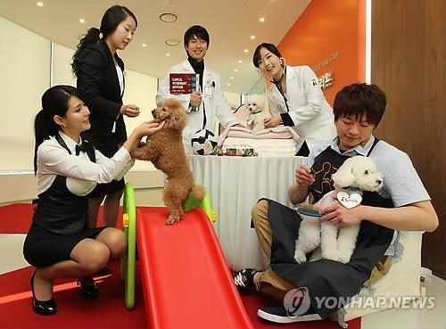 Ngành công nghiệp thú cưng nở rộ tại Hàn Quốc
