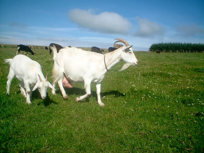 Sở hữu mô hình nuôi dê lớn nhất tỉnh Đồng Nai