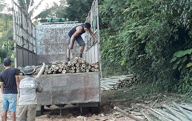 Cây mét mở hướng thoát nghèo cho người dân vùng cao