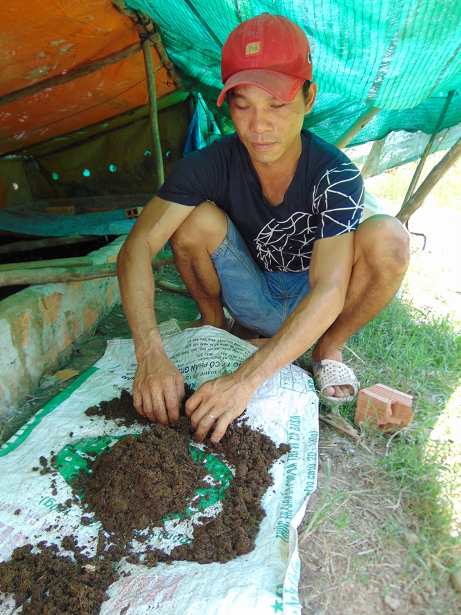 Nuôi trùn quế bằng phân bò