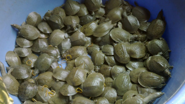 Làm giàu ở nông thôn: Nuôi "ba ba gai", nông dân"phố núi" thu tiền tỷ mỗi năm