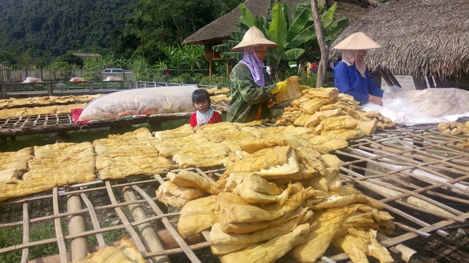 Trồng măng mai xóa nghèo, từng bước vươn tới khá giả