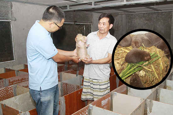 Mất 7 năm nghiên cứu internet, thuần hóa thành công dúi hoang dã