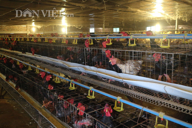 Kiếm hàng trăm triệu nhờ tuyệt chiêu thụ tinh nhân tạo cho gà