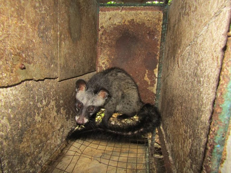 Chỉ chồn hương, chó kiểng-tôi không biết cuốn "Kỹ thuật nuôi chó thịt"