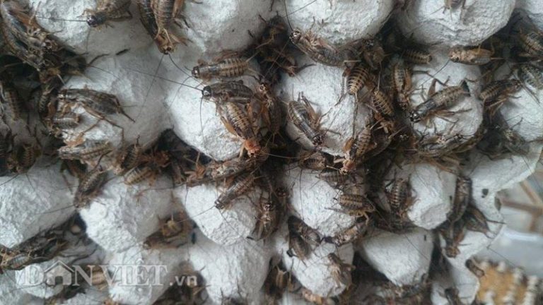 Đến lạ: Bỏ chức Trưởng phòng lương 20 triệu về chăn...đàn dế