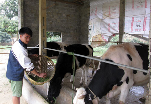 Vay vốn nuôi bò sữa, mỗi ngày nông dân Lương Sơn thu 1 triệu đồng