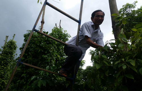 Từ giã “phu trầm” và con đường gian nan trở thành nông dân triệu đô