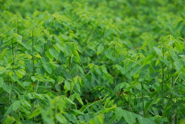 Trồng 6.000m2 rau ngót, thu nhập 1 triệu/ngày