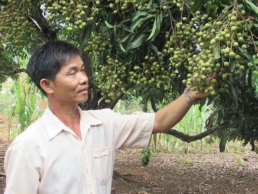 Cách lạ: "Thay máu" cho vườn nhãn già cỗi, anh Xôm rôm rả thu tiền