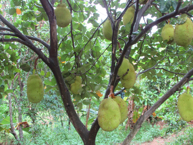 Rủ nhau khai hoang trồng mít, 2 nông dân U60 ngồi đếm quả ra tiền