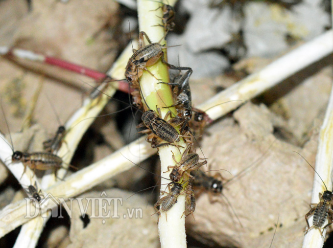 Chỉ 3 giờ chăm sóc dế mỗi ngày, nông dân Kiếm lãi 1 triệu đồng/tuần