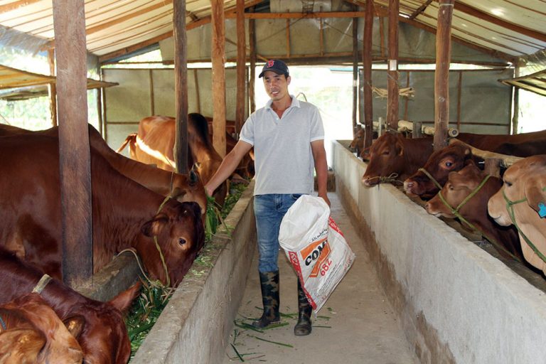 Đang làm phiên dịch lương 20 triệu/tháng, về quê nuôi bò lãi trăm triệu