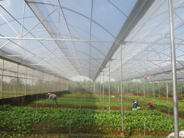 Chỉ với 4.500m2 trồng rau sạch, mỗi ngày lãi 2 triệu đồng