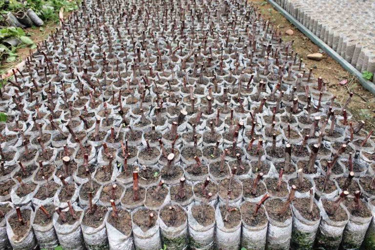 Cách làm hay: Trồng nho dại Coudere, lão nông lãi 1,5 tỷ đồng/năm