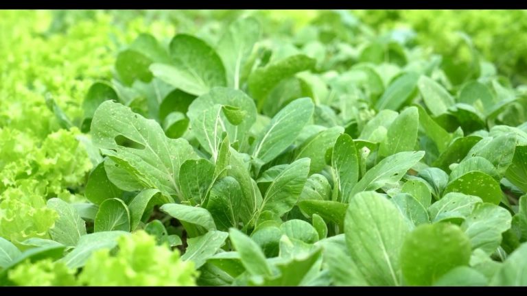 Đẹp trai nhà giàu đâu "làm màu" khi bỏ việc về làm...nông dân