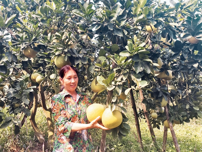 Người “thuần hóa” 12ha đất khô cằn thành trang trại lãi trăm triệu