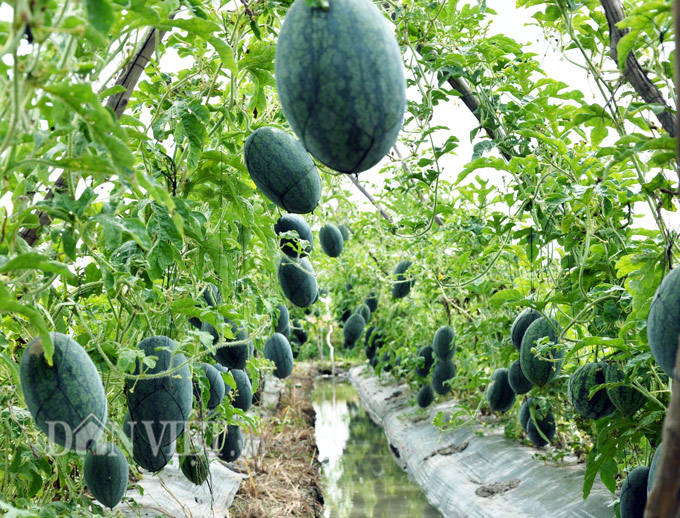 Lạ mà hay: Làm giàn trồng dưa hấu, quả treo lủng lẳng đẹp...như phim