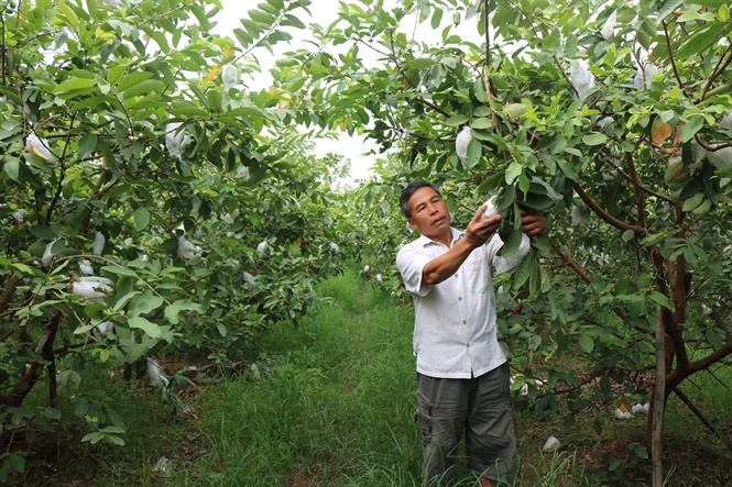 Trồng ổi sạch cho thu nhập hàng trăm triệu mỗi năm