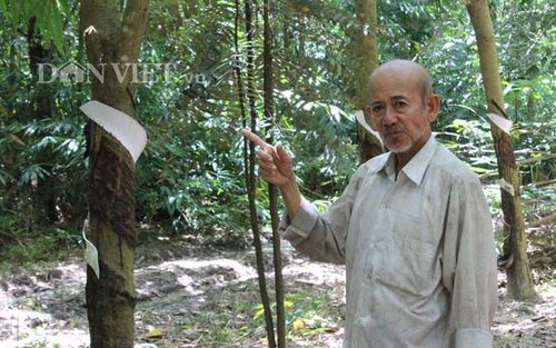 Chính rừng đang che chở và mang đến tác dụng sinh trưởng tốt hơn cho các loại cây trồng ngắn ngày, cây ăn quả khác mà ông Ten trồng. Ảnh: Nguyên Vỹ