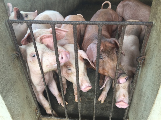 Giá heo ổn định ở mức chấp nhận được, nhiều hộ nhấp nhổm tái đàn
