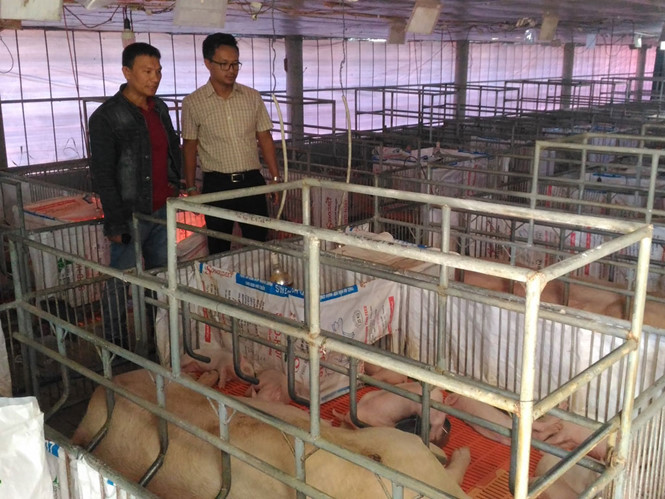 Nuôi heo sạch, không lo đầu ra: Chất lượng từ A - Z