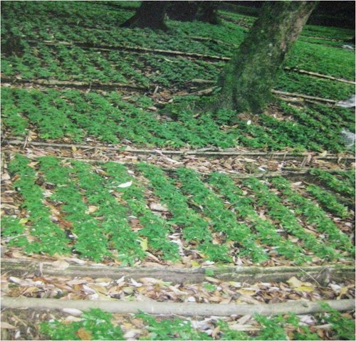 'Hạt vàng' Ngọc Linh: Những 'kho' tiền tỷ giấu trên đỉnh núi