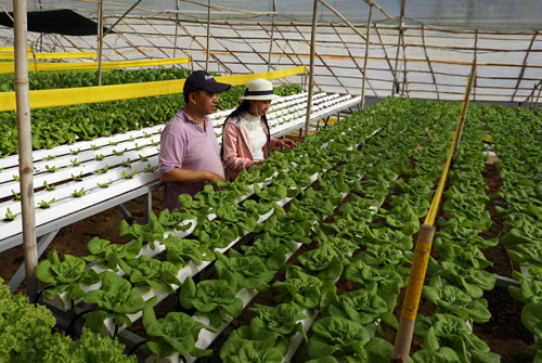 Giám đốc ngân hàng bỏ lương trăm triệu, trồng rau thu 2 tỷ/tháng