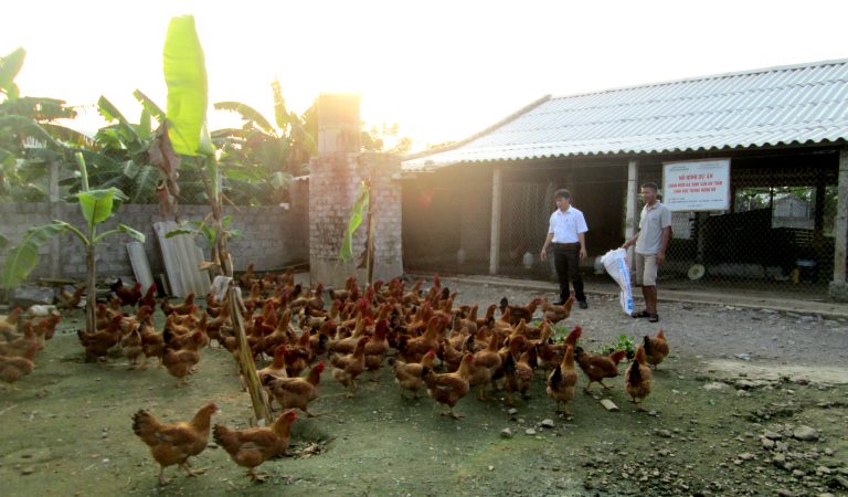 Thu hàng trăm triệu đồng/năm từ mô hình trang trại tổng hợp