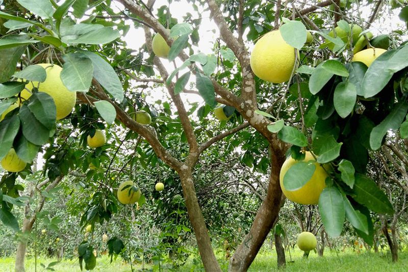 Hàng trăm hecta giống bưởi quý được bảo tồn và phát triển ở xã Phúc Trạch
