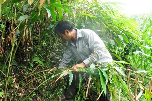 Cây giúp đồng bào xóa đói giảm nghèo ở “Trường Sa cạn’