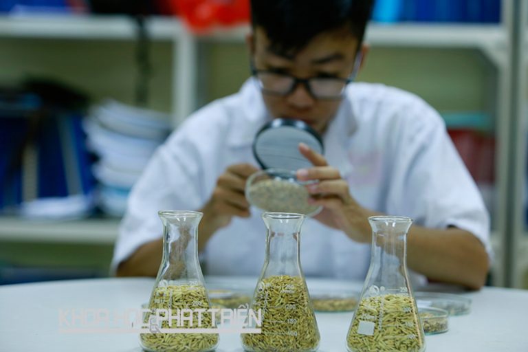 Lúa đặc sản: Đường từ ngân hàng gene ra thị trường