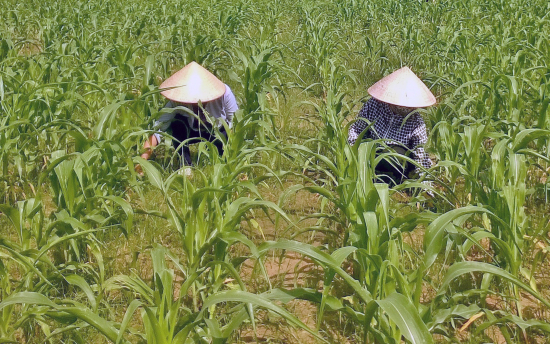 Niềm vui ngô sinh khối ở vùng núi Anh Sơn