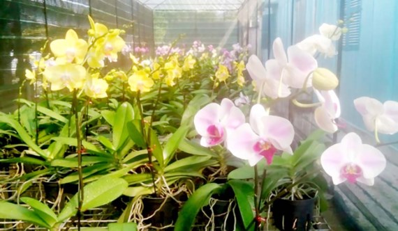 Sống khỏe với nghề trồng lan