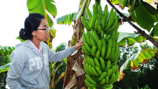 Chuyện trồng chuối ở miệt rừng U Minh Hạ