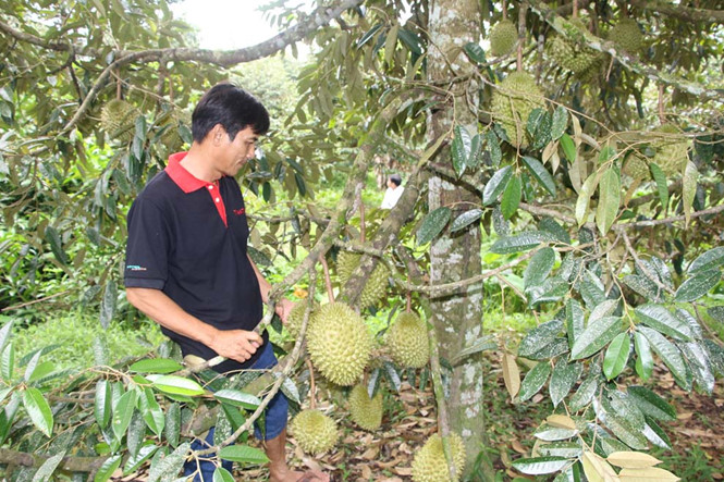 Triệu phú sầu riêng