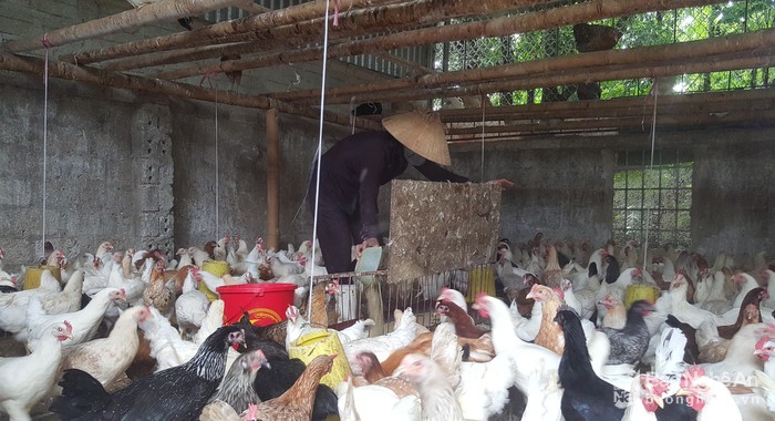 Cô giáo vùng cao cho gà nghe nhạc