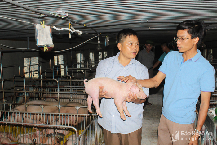 Chăn nuôi sạch ở Thanh Chương