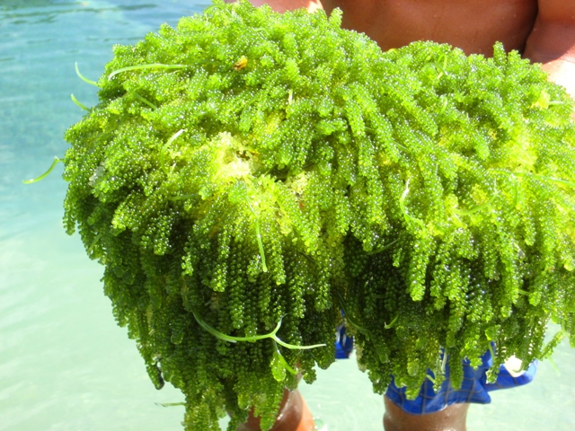 67% sản lượng rong nho vươn ra thế giới nhờ kỹ sư địa chất