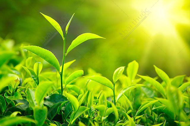 Chỉ trồng chè thôi, tôi có gần nửa tỷ đồng mỗi năm