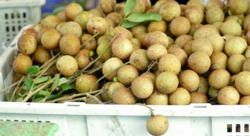 Mỗi ha nhãn xuồng cơm vàng Vũng Tàu lãi gần 250 triệu