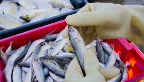 Nghề làm mắm 200 tuổi trứ danh Phan Thiết